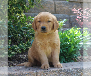 Golden Retriever Puppy for sale in EAST EARL, PA, USA