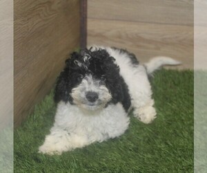 Cocker Spaniel-Poodle (Miniature) Mix Puppy for sale in ODON, IN, USA