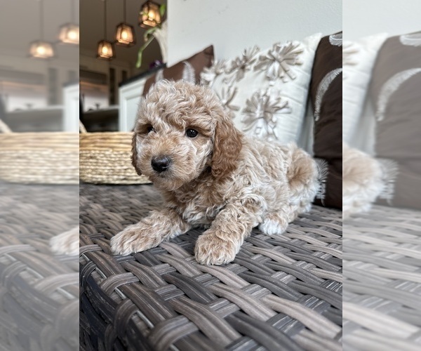 Medium Photo #1 Goldendoodle (Miniature) Puppy For Sale in SNOHOMISH, WA, USA