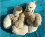 Small Photo #18 Goldendoodle Puppy For Sale in KERNERSVILLE, NC, USA