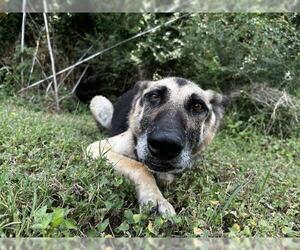 German Shepherd Dog-Unknown Mix Dogs for adoption in Grand Prairie, TX, USA