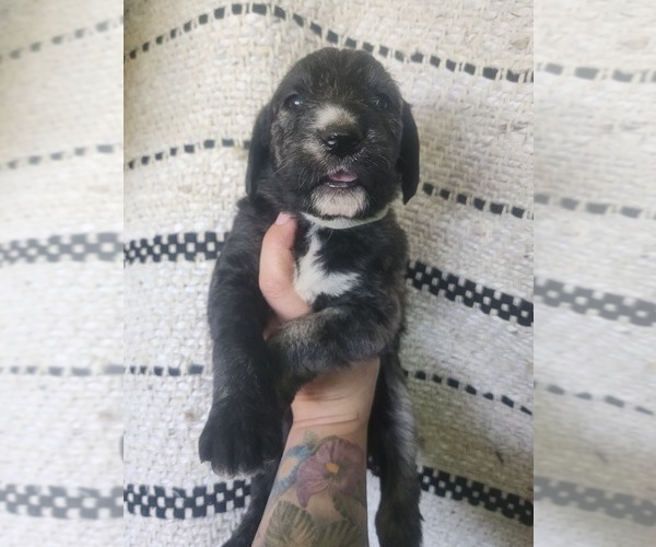 Medium Photo #9 Irish Wolfhound-Poodle (Standard) Mix Puppy For Sale in OMAHA, AR, USA