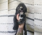 Small Photo #9 Irish Wolfhound-Poodle (Standard) Mix Puppy For Sale in OMAHA, AR, USA