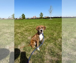 Sheila - Female Beagle-Unknown Mix Dog for Adoption - Photo #2