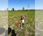Small Photo #2 Beagle-Unknown Mix Puppy For Sale in Gilberts, IL, USA