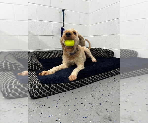 Medium Photo #2 Mutt Puppy For Sale in Pierceton , IN, USA