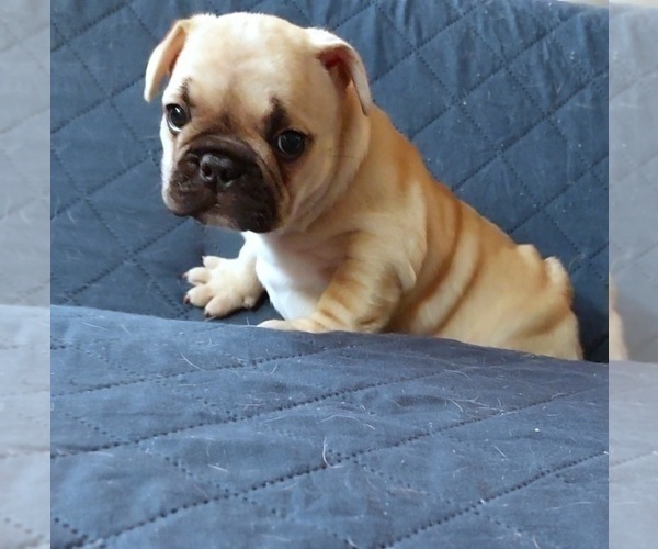 Medium Photo #45 French Bulldog Puppy For Sale in MANHATTAN, NY, USA