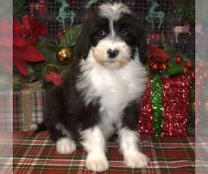 Sheepadoodle Puppy for sale in HUTCHINSON, KS, USA