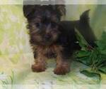 Small #1 Silky Terrier