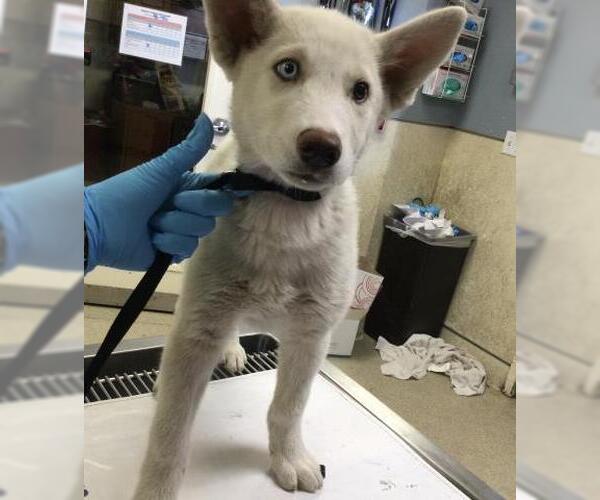 Medium Photo #1 Siberian Husky Puppy For Sale in Riverside, CA, USA