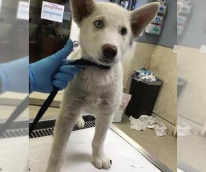 Siberian Husky Dogs for adoption in Riverside, CA, USA