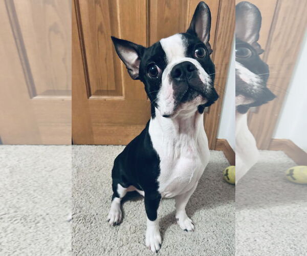 Medium Photo #3 Faux Frenchbo Bulldog Puppy For Sale in St. Louis Park, MN, USA