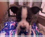 Small Photo #36 Boston Terrier-Collie Mix Puppy For Sale in COLUMBUS, OH, USA