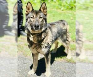 German Shepherd Dog-Unknown Mix Dogs for adoption in Clarkesville, GA, USA