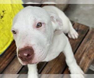 Dogo Argentino-Unknown Mix Dogs for adoption in Tulsa, OK, USA