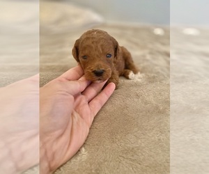 Doodle-Goldendoodle Mix Puppy for sale in DESERT HOT SPRINGS, CA, USA