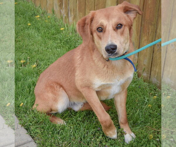 Medium Photo #5 Golden Shepherd Puppy For Sale in Huntley, IL, USA