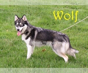 Mother of the Pomsky puppies born on 02/11/2025