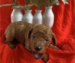 Small Photo #9 Poodle (Miniature) Puppy For Sale in INDIAN TRAIL, NC, USA
