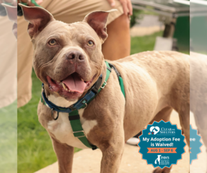 Mutt Dogs for adoption in Philadelphia, PA, USA