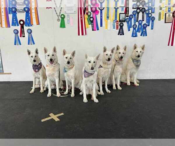 Medium Photo #69 German Shepherd Dog Puppy For Sale in CECILIA, KY, USA