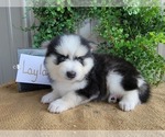 Small Photo #7 Pomsky Puppy For Sale in BELLEVUE, IA, USA