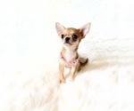 Small #3 Chihuahua
