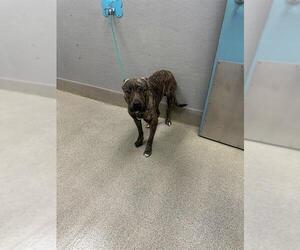 Mutt Dogs for adoption in Las Vegas, NV, USA