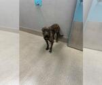 *BAXTER - Male Mutt Dog for Adoption - Small photo