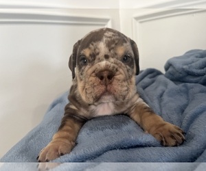 English Bulldog Puppy for sale in STATEN ISLAND, NY, USA