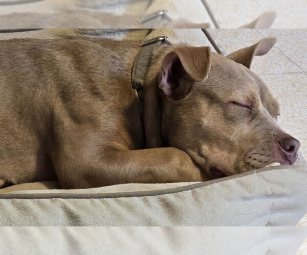 Medium Photo #3 Bull Terrier Puppy For Sale in Minneapolis, MN, USA