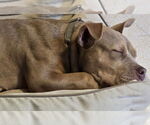 Small #2 Bull Terrier