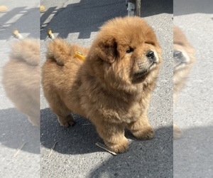 Chow Chow Puppy for sale in COMPTON, CA, USA