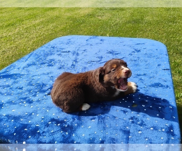Medium Photo #3 Miniature American Shepherd Puppy For Sale in MONTGOMERY CITY, MO, USA