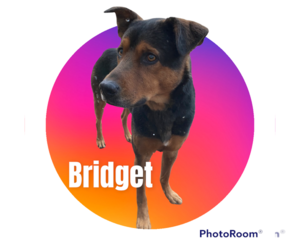 German Shepherd Dog-Unknown Mix Dogs for adoption in Staley, NC, USA