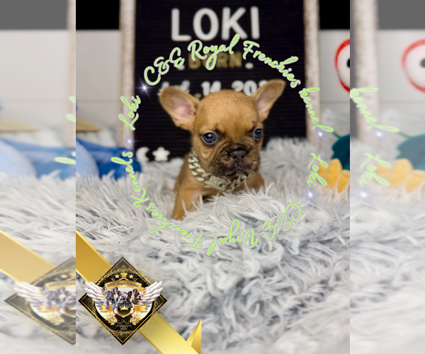 Medium Photo #7 French Bulldog Puppy For Sale in ATHENS, GA, USA