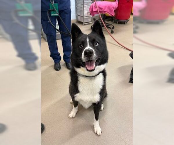 Medium Photo #9 Border Collie-Siberian Husky Mix Puppy For Sale in Silver Spring, MD, USA