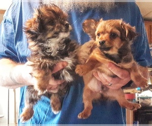 Chorkie Puppy for sale in SHIPMAN, VA, USA