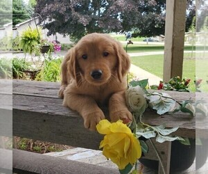 Golden Retriever Puppy for sale in FREDERICKSBG, OH, USA