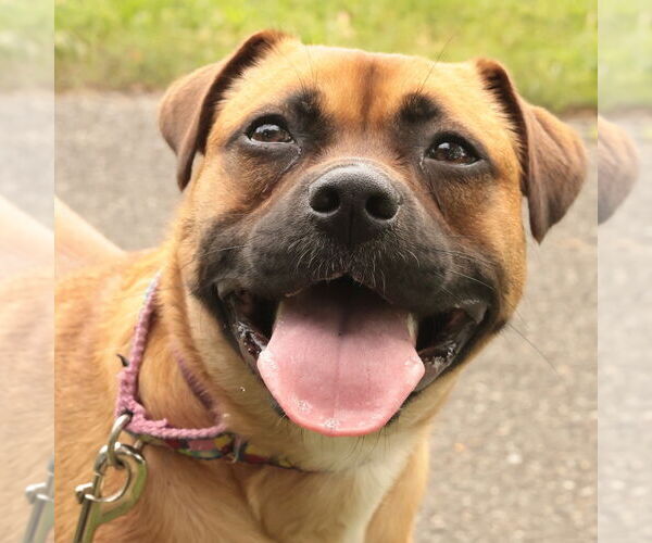 Medium Photo #25 Mutt Puppy For Sale in Philadelphia, PA, USA