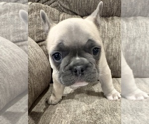 Medium French Bulldog