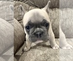 Puppy Remington French Bulldog