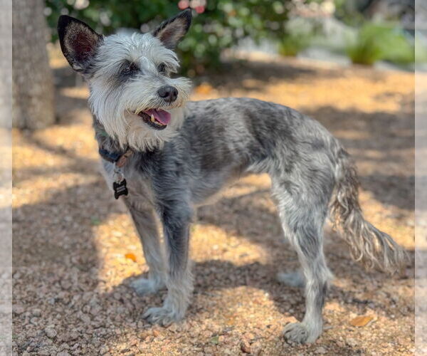Medium Photo #3 Mutt Puppy For Sale in PIPE CREEK, TX, USA