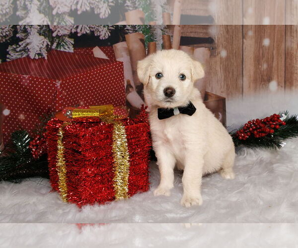 Medium Photo #2 Great Pyrenees-Unknown Mix Puppy For Sale in McKinney, TX, USA
