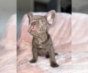 French Bulldog Puppy for sale in REVERE, MA, USA