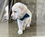 Small Photo #33 Labrador Retriever Puppy For Sale in MURRIETA, CA, USA