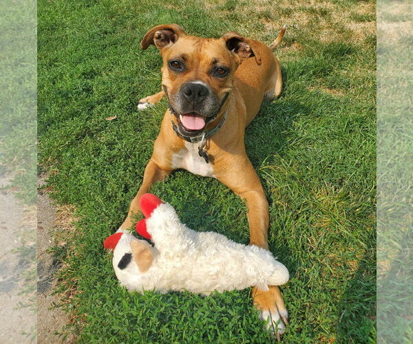Medium Photo #5 Boxer Puppy For Sale in Burnsville, MN, USA