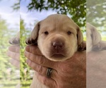 Puppy Drk Yellow Male Labrador Retriever