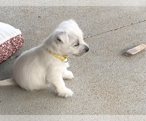 Medium Photo #1 West Highland White Terrier Puppy For Sale in ALMA, AR, USA