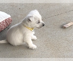 West Highland White Terrier Puppy for sale in ALMA, AR, USA